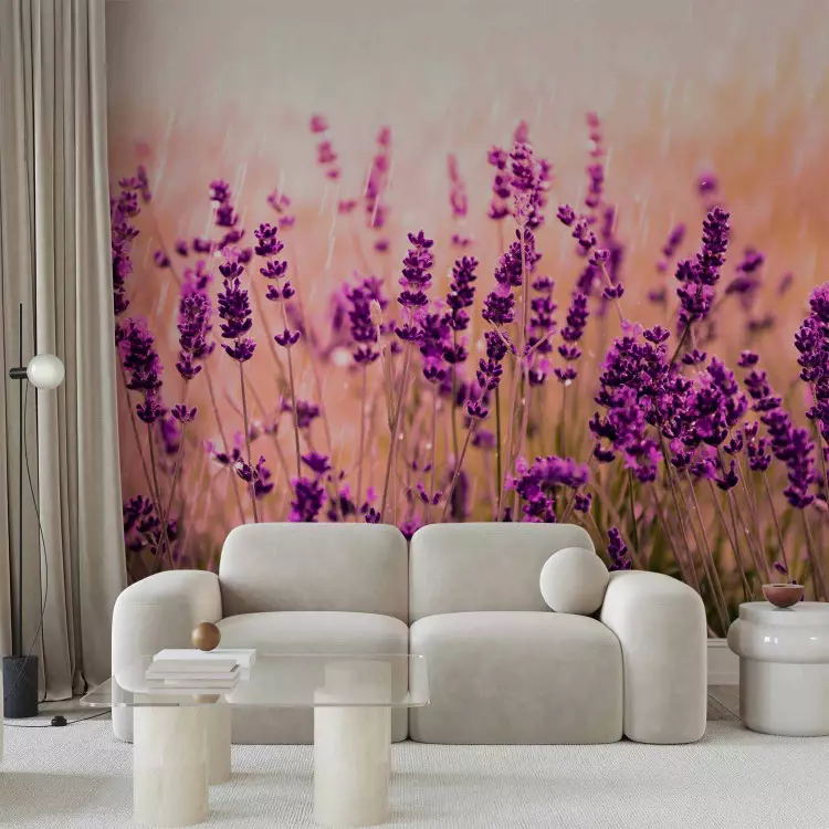 Lavendel im Regen - Wiesenlandschaft mit lila Blumen verschwommen