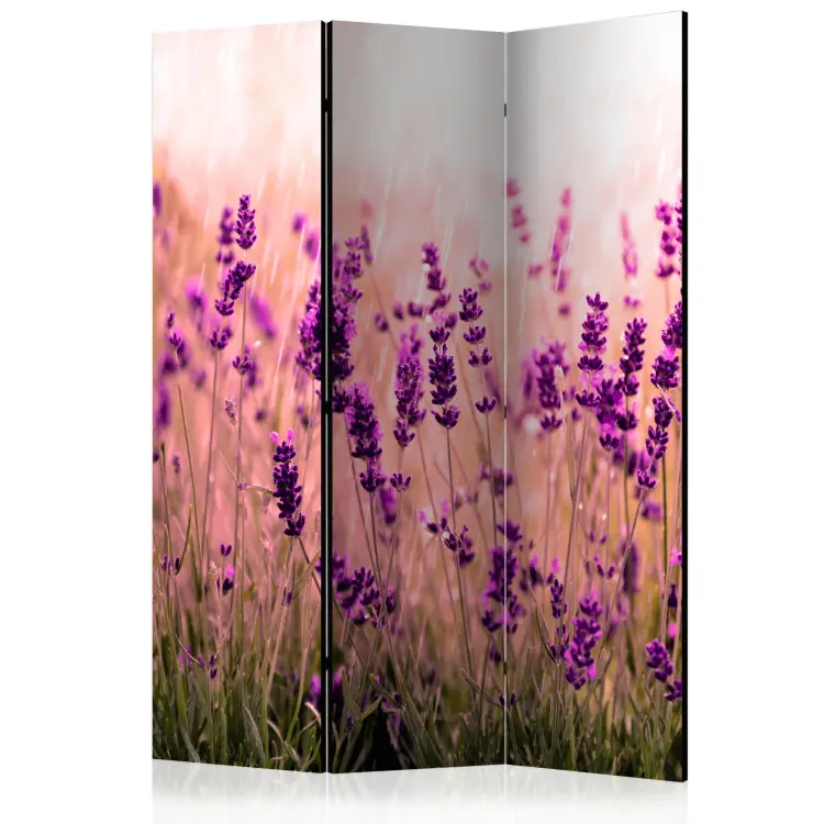 Lavendel im Regen - Romantische lila Lavendelblumen auf einer Wiese