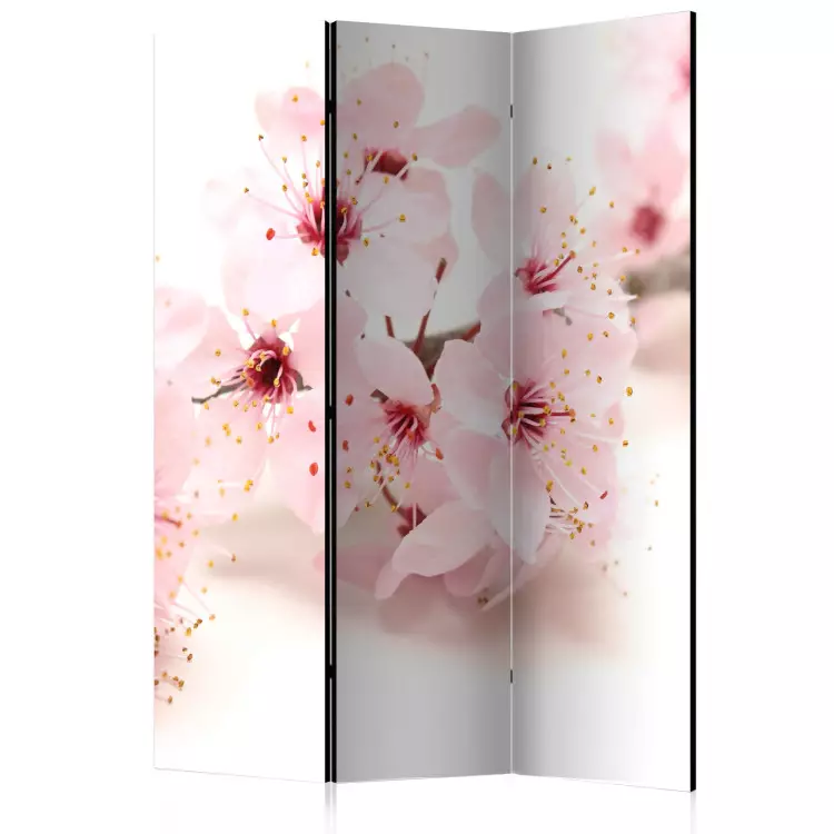 Kirschblüte - Rosa Pflanze auf weißem Hintergrund
