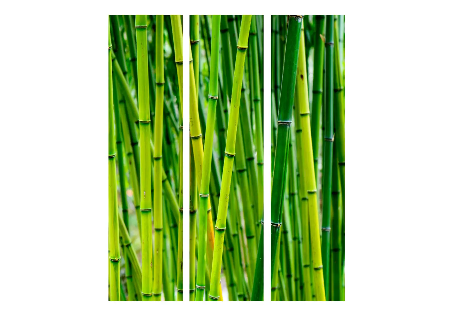 bambus bento box Woven Bamboo Bento Box main image 1