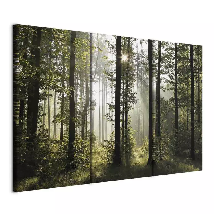 Natur: Waldmorgen II - sommerliche Waldlandschaft mit Sonnenschein