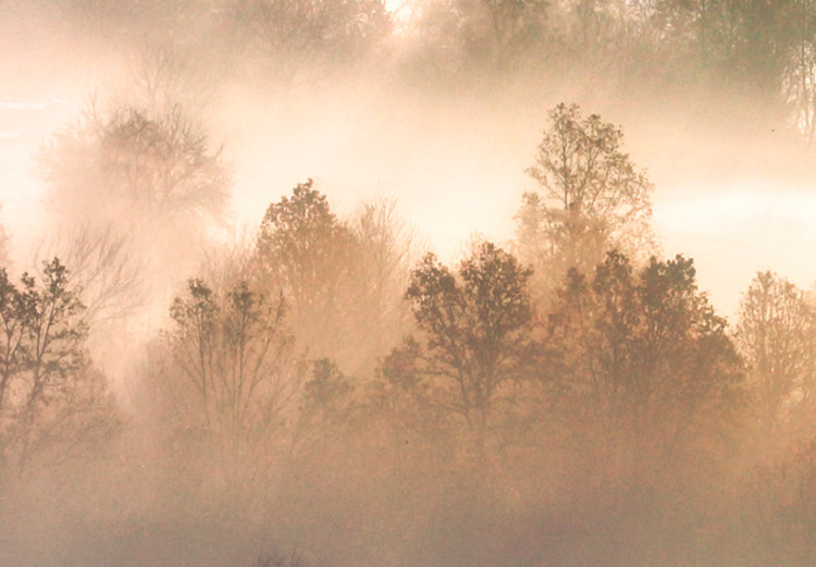 Wandbild Forest in Mist - Mountainous Landscape With Trees at Sunrise 151820 additionalImage 4