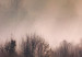 Wandbild Forest in Mist - Mountainous Landscape With Trees at Sunrise 151820 additionalThumb 5