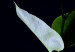 Wandbild Im Garten bei Nacht - Botanische Fotografie von Blättern 121630 additionalThumb 4