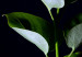 Wandbild Im Garten bei Nacht - Botanische Fotografie von Blättern 121630 additionalThumb 5