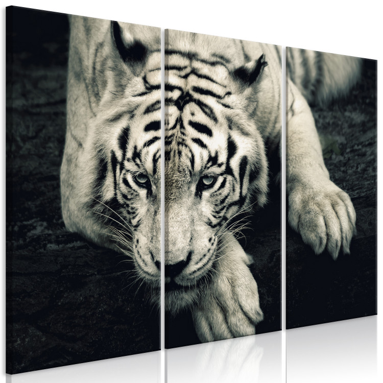 Wandbild Ruhiger Tiger - Triptychon in Sepia mit einem liegendem Tiger 128780 additionalImage 2