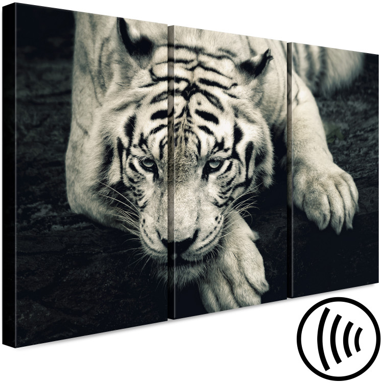 Wandbild Ruhiger Tiger - Triptychon in Sepia mit einem liegendem Tiger 128780 additionalImage 6