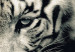 Wandbild Ruhiger Tiger - Triptychon in Sepia mit einem liegendem Tiger 128780 additionalThumb 4