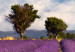 Bild auf Leinwand Lavender Field (1 Part) Wide 125001 additionalThumb 5