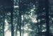 Leinwandbild XXL Forest in the Mist [Large Format] 150831 additionalThumb 4
