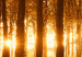 Bild auf Leinwand Amber forest 50051 additionalThumb 5
