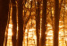 Bild auf Leinwand Amber forest 50051 additionalThumb 4