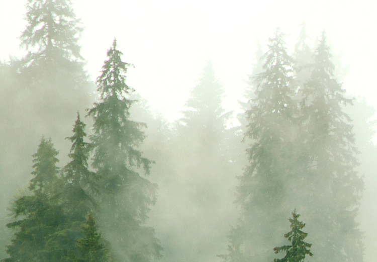 Wandbild XXL Mountain Forest - View of Green Coniferous Trees Covered With Fog [Large Format] 151171 additionalImage 5