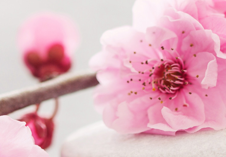 Wandbild Zen: Cherry Blossoms II 97971 additionalImage 5