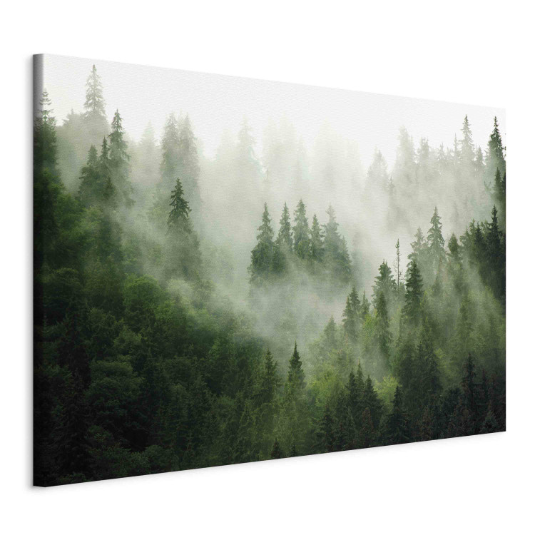 Bild auf Leinwand Mountain Forest - View of Green Coniferous Trees Covered With Fog 151202 additionalImage 2
