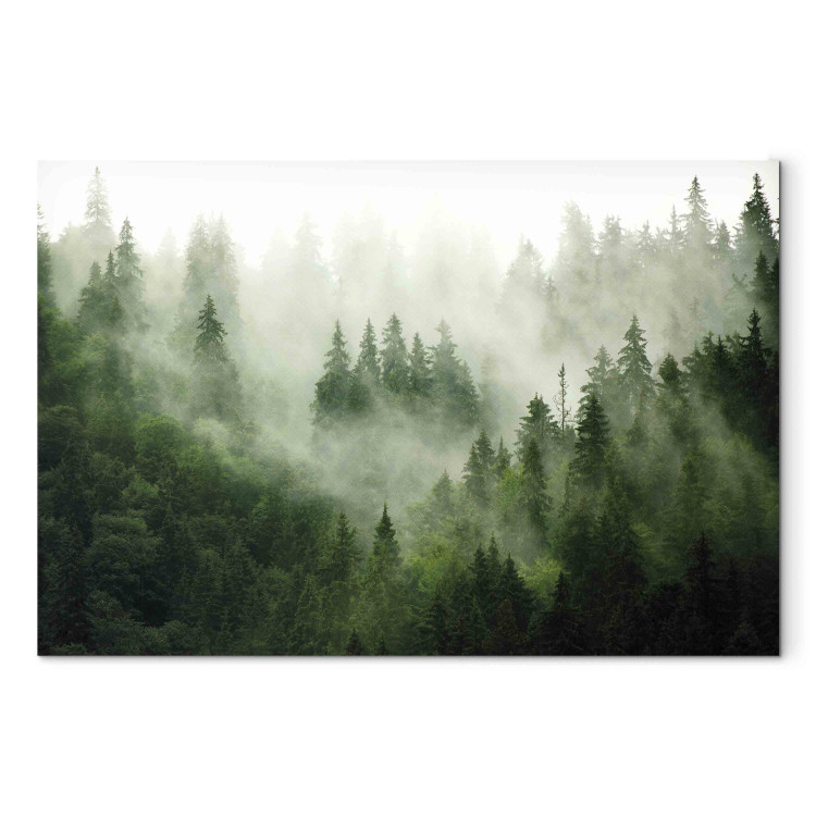 Bild auf Leinwand Mountain Forest - View of Green Coniferous Trees Covered With Fog 151202 additionalImage 6