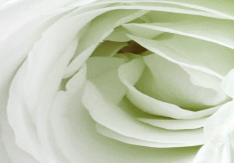 Wandbild Weiße Rosenknospen - Komposition mit Blumen und grünen Akzenten 123212 additionalImage 4