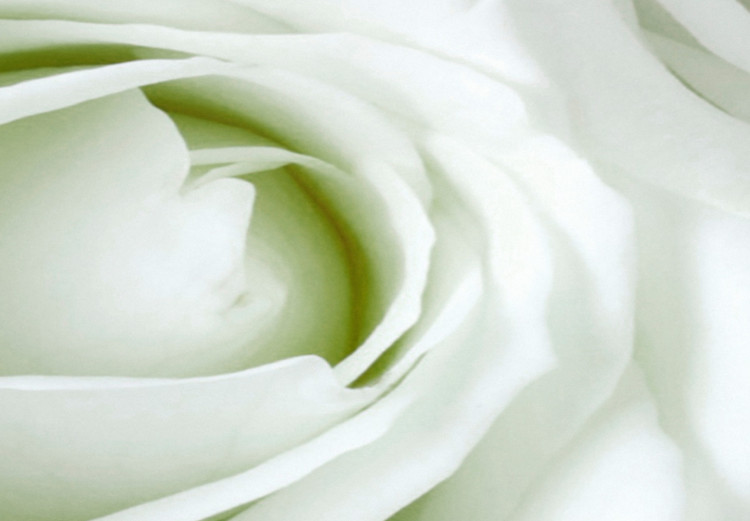 Wandbild Weiße Rosenknospen - Komposition mit Blumen und grünen Akzenten 123212 additionalImage 5
