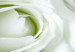 Wandbild Weiße Rosenknospen - Komposition mit Blumen und grünen Akzenten 123212 additionalThumb 5