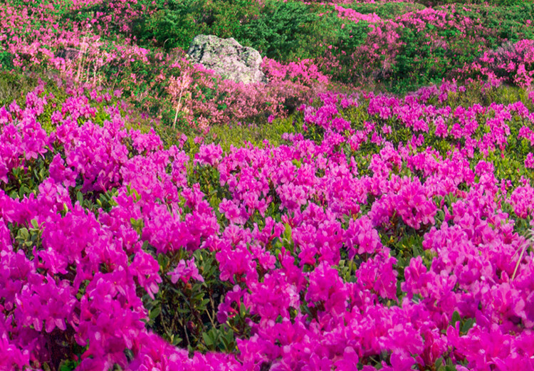 Bild auf Leinwand Alpine Rhododendrons (1 Part) Wide 125222 additionalImage 4