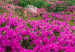 Bild auf Leinwand Alpine Rhododendrons (1 Part) Wide 125222 additionalThumb 4
