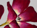 Bild auf Leinwand Wilde Orchidee 48632 additionalThumb 2