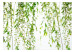 Fototapete Willow - Delicate Sprigs of Green Color - Blowing in the Wind 151262 additionalThumb 1