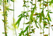 Fototapete Willow - Delicate Sprigs of Green Color - Blowing in the Wind 151262 additionalThumb 4