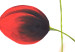 Leinwandbild Tulpen (5-tlg.) - Blumen auf weißem Hintergrund in sanften Farben 48662 additionalThumb 2