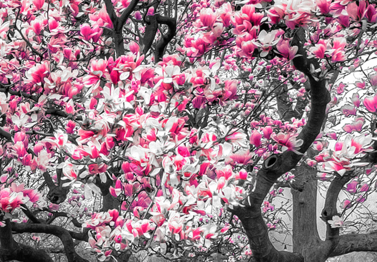 Leinwandbild Blühende Magnolie - Triptychon mit Magnolienbäumen und rosa Blumen 128792 additionalImage 4