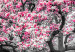 Leinwandbild Blühende Magnolie - Triptychon mit Magnolienbäumen und rosa Blumen 128792 additionalThumb 4