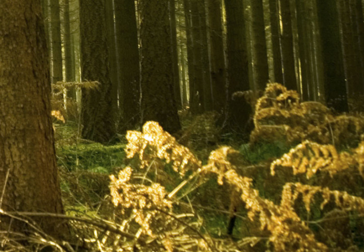 Leinwandbild Wald - Schönheit der Natur 58603 additionalImage 4