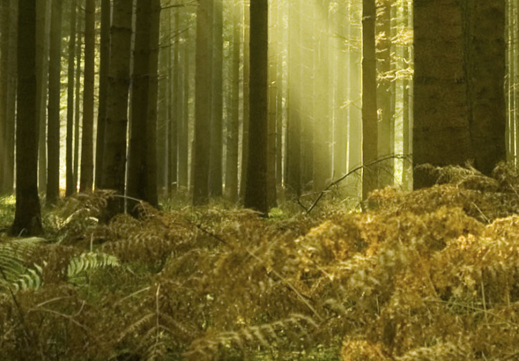 Leinwandbild Wald - Schönheit der Natur 58603 additionalImage 5