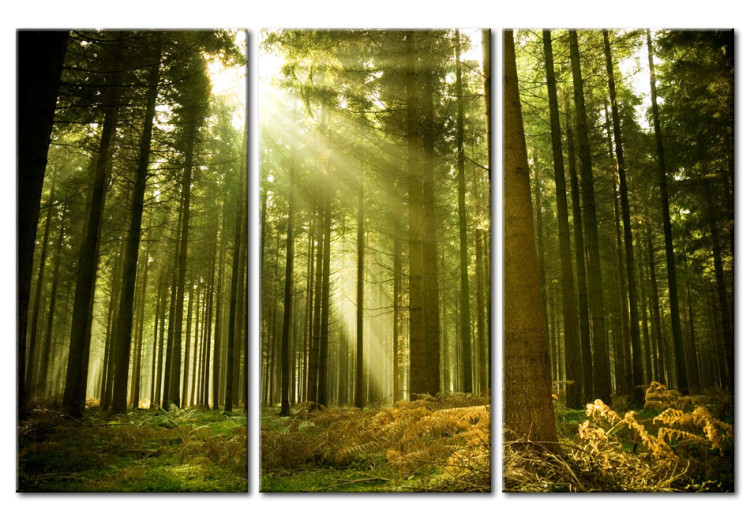 Leinwandbild Wald - Schönheit der Natur 58603