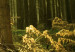 Leinwandbild Wald - Schönheit der Natur 58603 additionalThumb 4