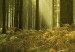 Leinwandbild Wald - Schönheit der Natur 58603 additionalThumb 5