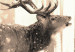 Fototapete Hirsch im Wald - eine Winterwaldlandschaft mit einem Hirsch auf dem Hintergrund von Sepiabäumen 126813 additionalThumb 4