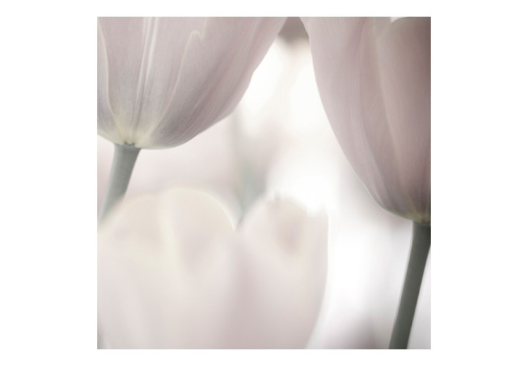 Vlies Fototapete Tulpen - Makroaufnahme von Tulpenblumen in gedämpften Farben 60353 additionalImage 1