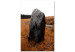 Bild auf Leinwand Fels auf der Wiese - herbstliche Landschaft mit Stein auf dem Feld 124383