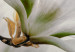 Vlies Fototapete Subtle Magnolias - Second Variant 126183 additionalThumb 4