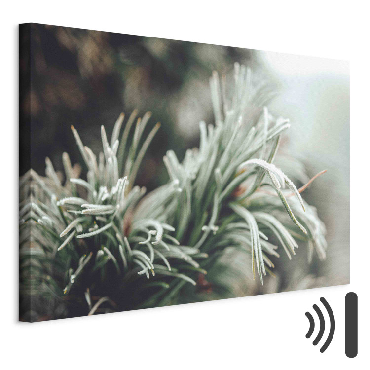 Wandbild Winter Enchantment - A Photograph of a Coniferous Branch Covered With Frost 151684 additionalImage 8