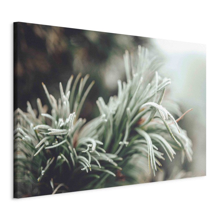 Wandbild Winter Enchantment - A Photograph of a Coniferous Branch Covered With Frost 151684 additionalImage 2