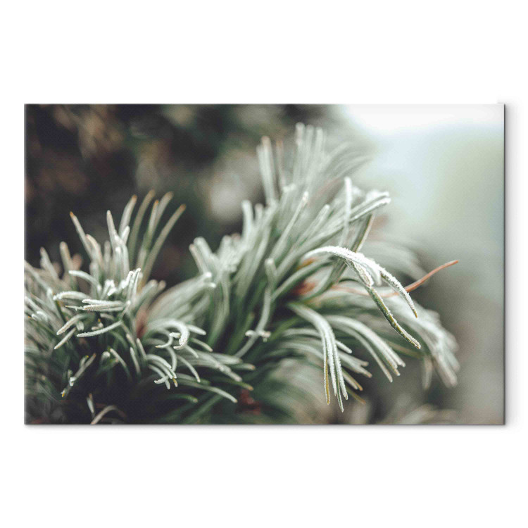 Wandbild Winter Enchantment - A Photograph of a Coniferous Branch Covered With Frost 151684 additionalImage 7