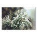 Wandbild Winter Enchantment - A Photograph of a Coniferous Branch Covered With Frost 151684