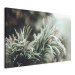 Wandbild Winter Enchantment - A Photograph of a Coniferous Branch Covered With Frost 151684 additionalThumb 2