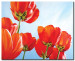 Leinwandbild Tulpen (1-tlg.) - rote Blumen blauer Himmel 48684
