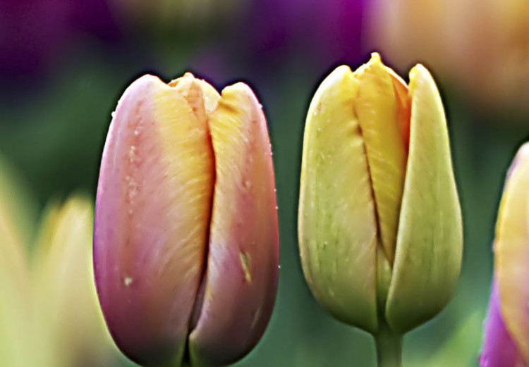 Leinwandbild Regenbogenfarbene Tulpen 58484 additionalImage 4