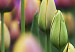 Leinwandbild Regenbogenfarbene Tulpen 58484 additionalThumb 3