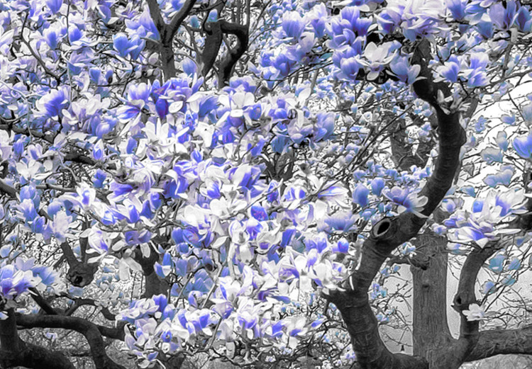 Bild auf Leinwand Blühende Magnolie - Triptychon mit Magnolienbäumen und lila Blumen 128794 additionalImage 4