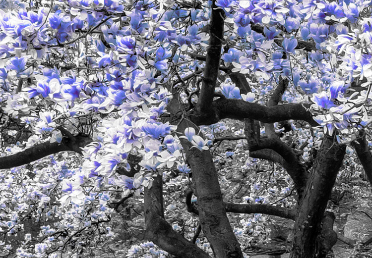 Bild auf Leinwand Blühende Magnolie - Triptychon mit Magnolienbäumen und lila Blumen 128794 additionalImage 5
